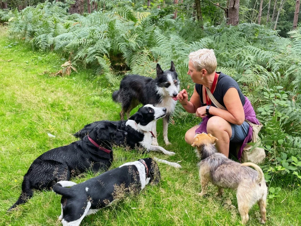 Bark & Stride Dog Walking